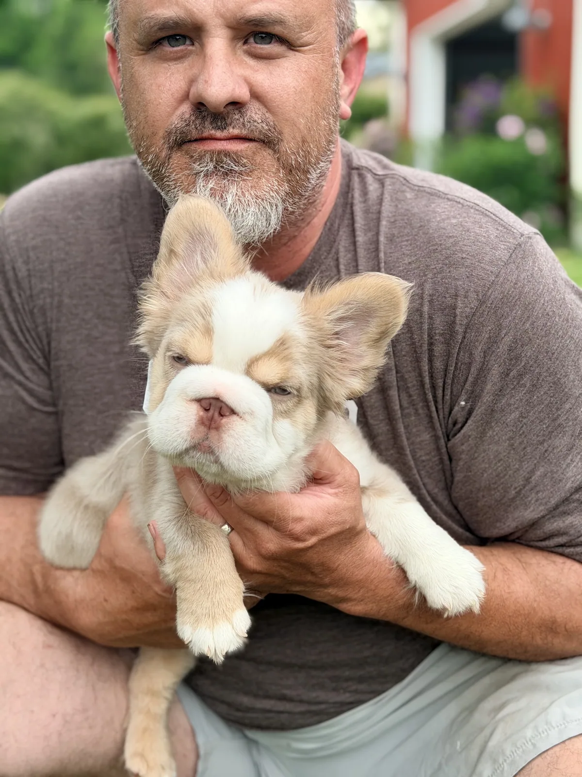 Bojangles, a cream and lilac fluffy French Bulldog, cuddling close to his person
