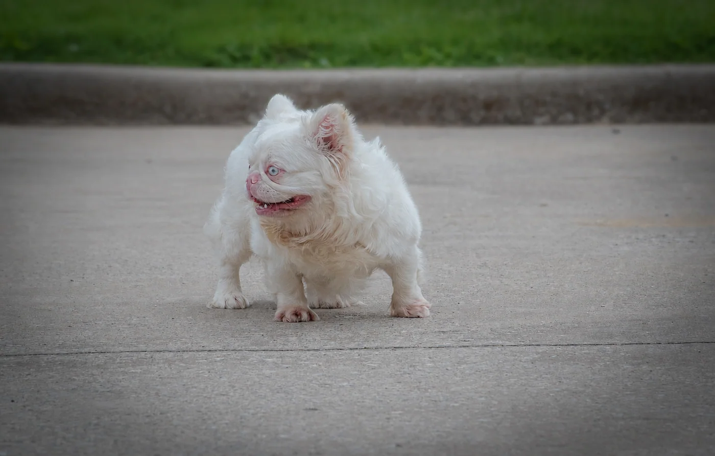 Brain, a very fluffy pink L4 French Bulldog stud