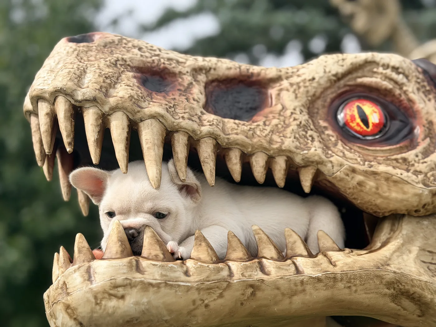 Captain Barnacles posing playfully inside a large dinosaur jaw decoration