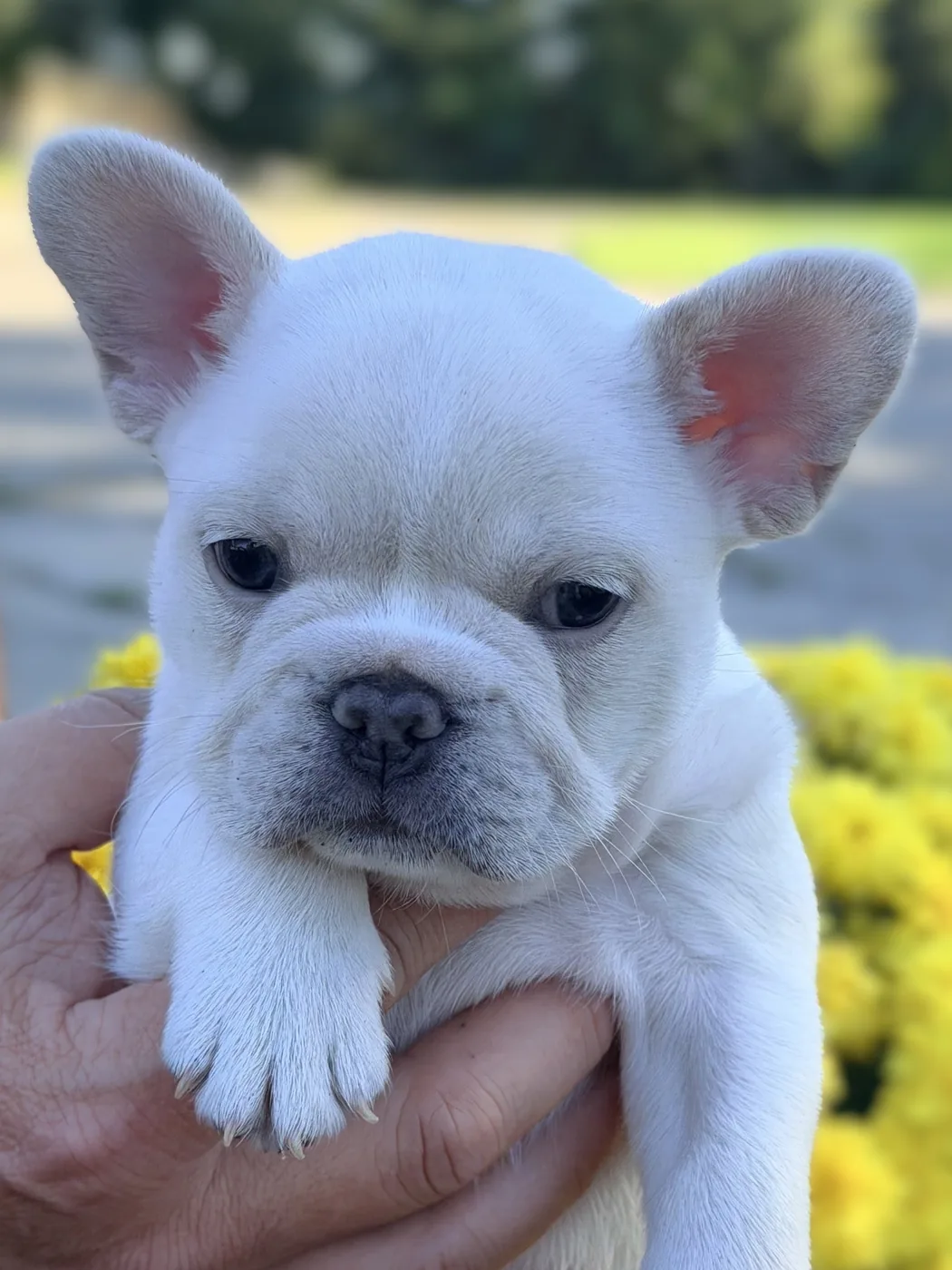 Captain Barnacles, a cream French Bulldog puppy, outdoors with yellow flowers behind him