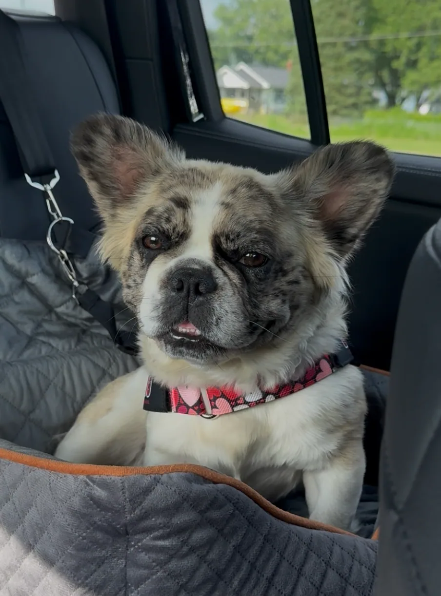 Fat Amy relaxing in her car bed