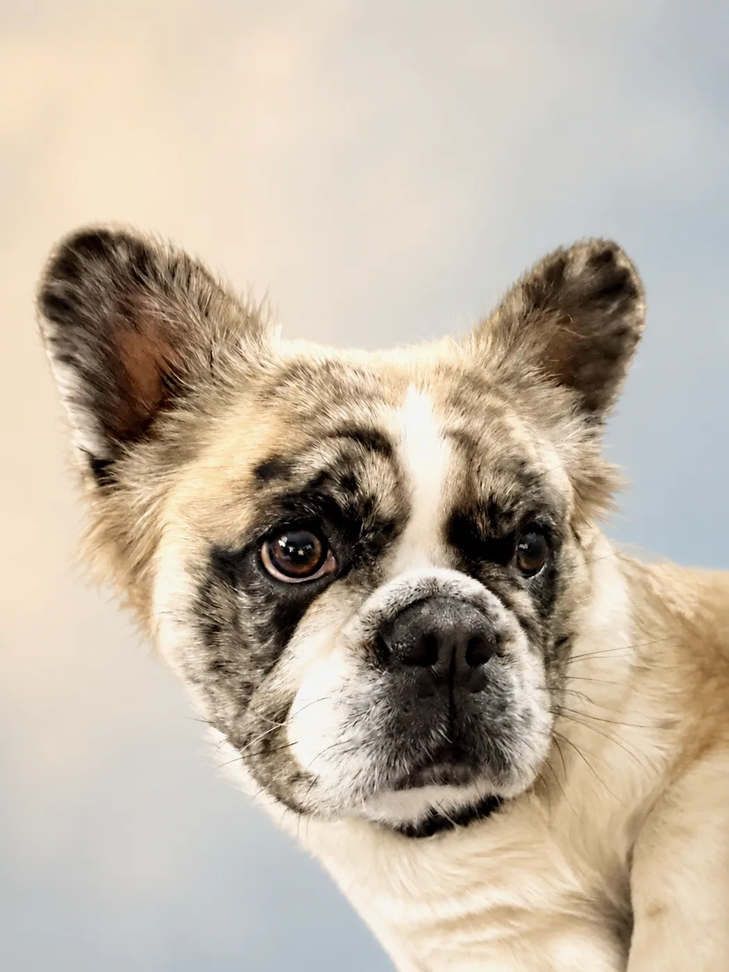 Fat Amy, a light pied L4 fluffy French Bulldog, on a clean studio background