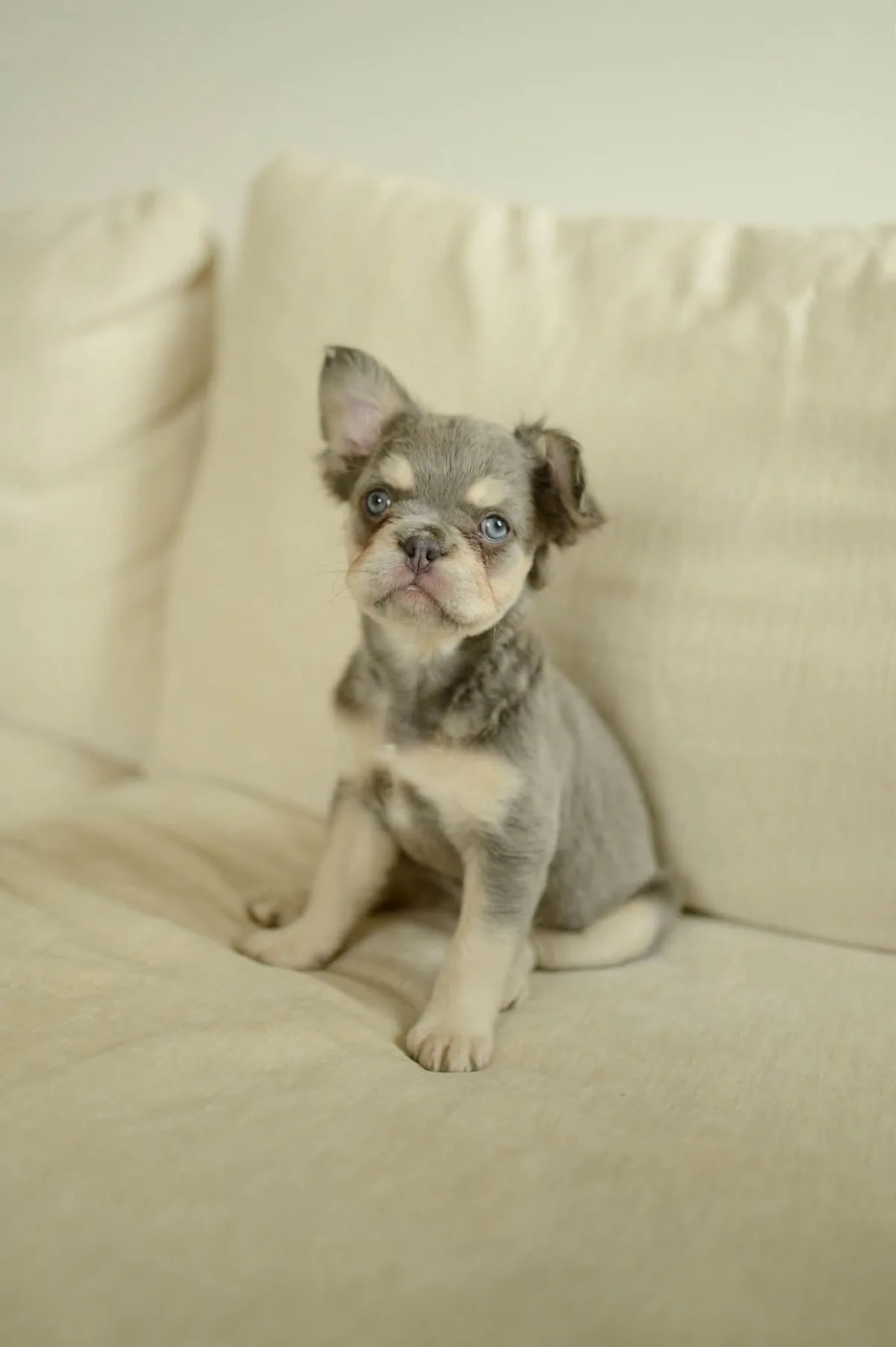Misty fluffy French Bulldog puppy sitting on a sofa