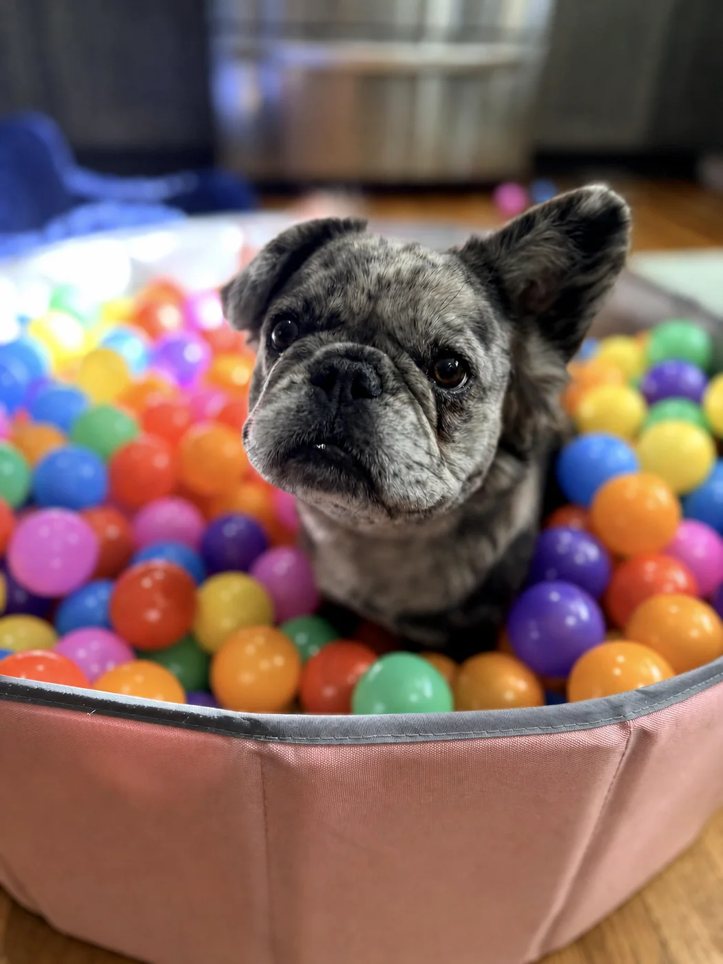 Penelope enjoying a colorful ball pit