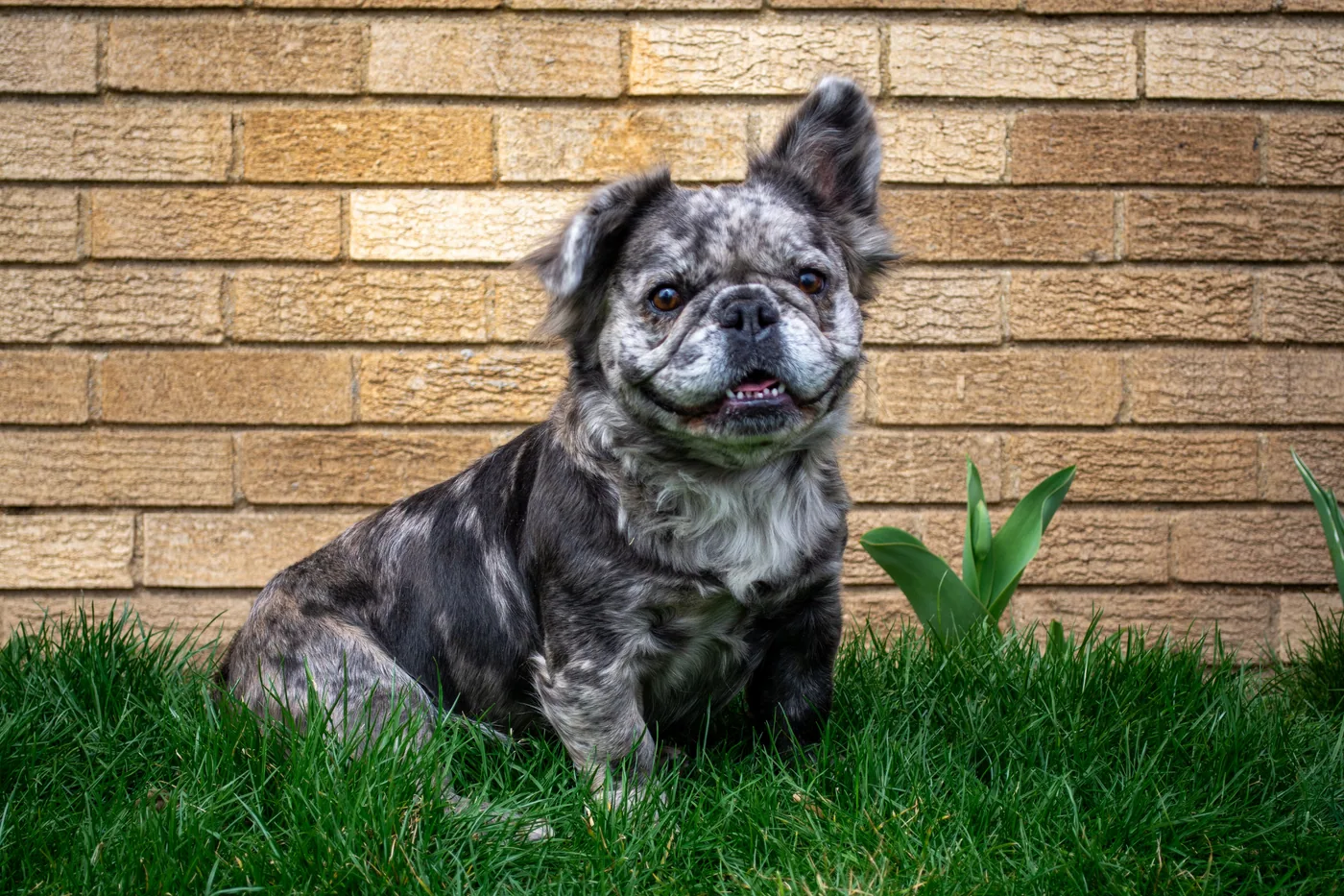 Penelope sitting outside on the grass