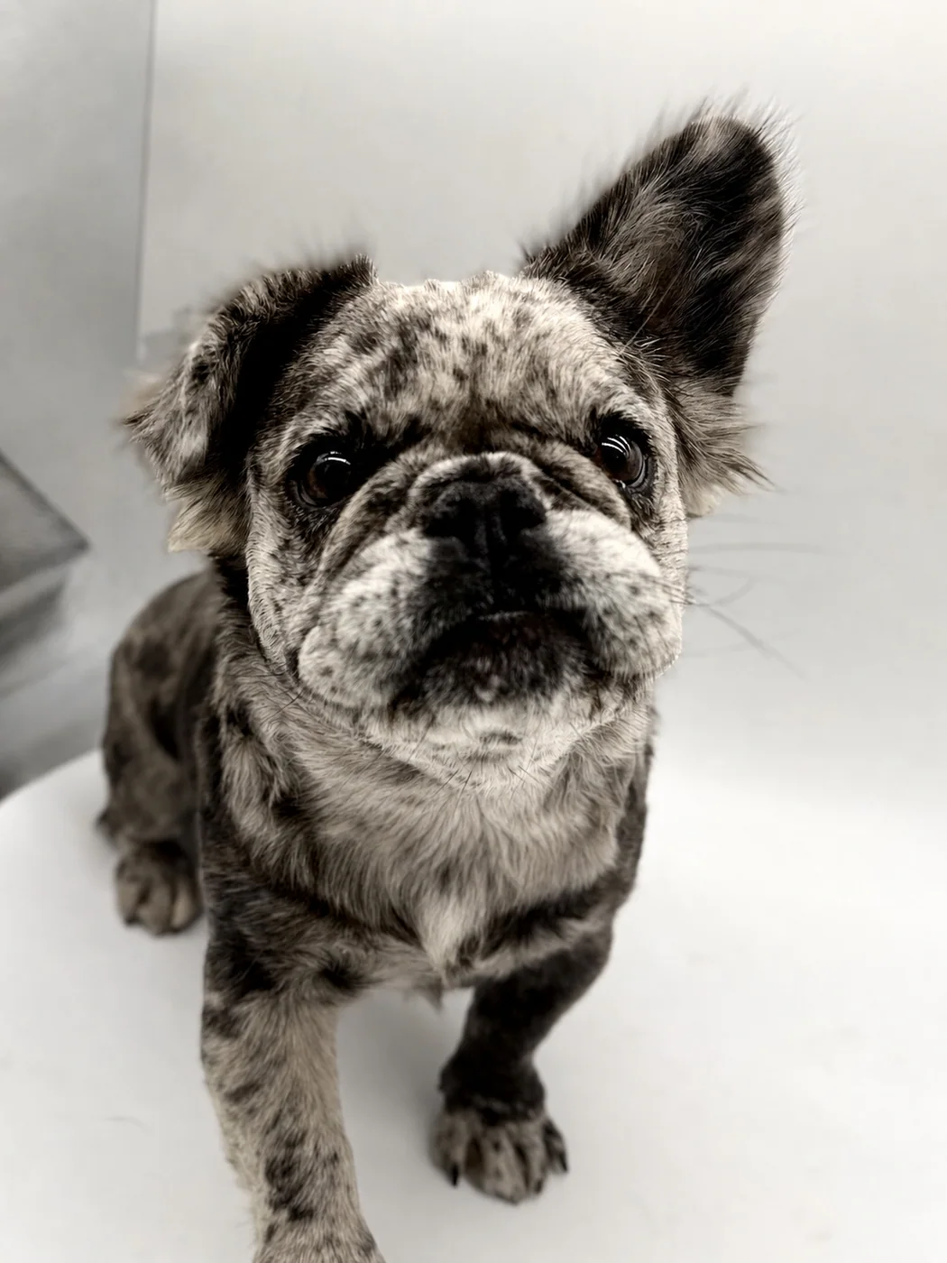 Penelope, a lilac and cream merle French Bulldog, on a clean studio background