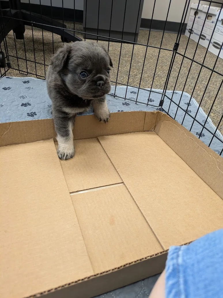 Young French Bulldog puppy exploring a cardboard box exercise