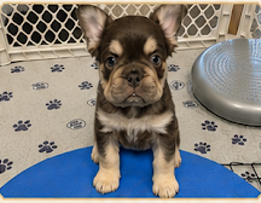 French Bulldog puppy sitting attentively during early learning
