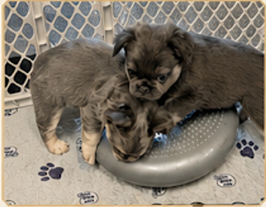 French Bulldog puppies exploring a wobble disc together