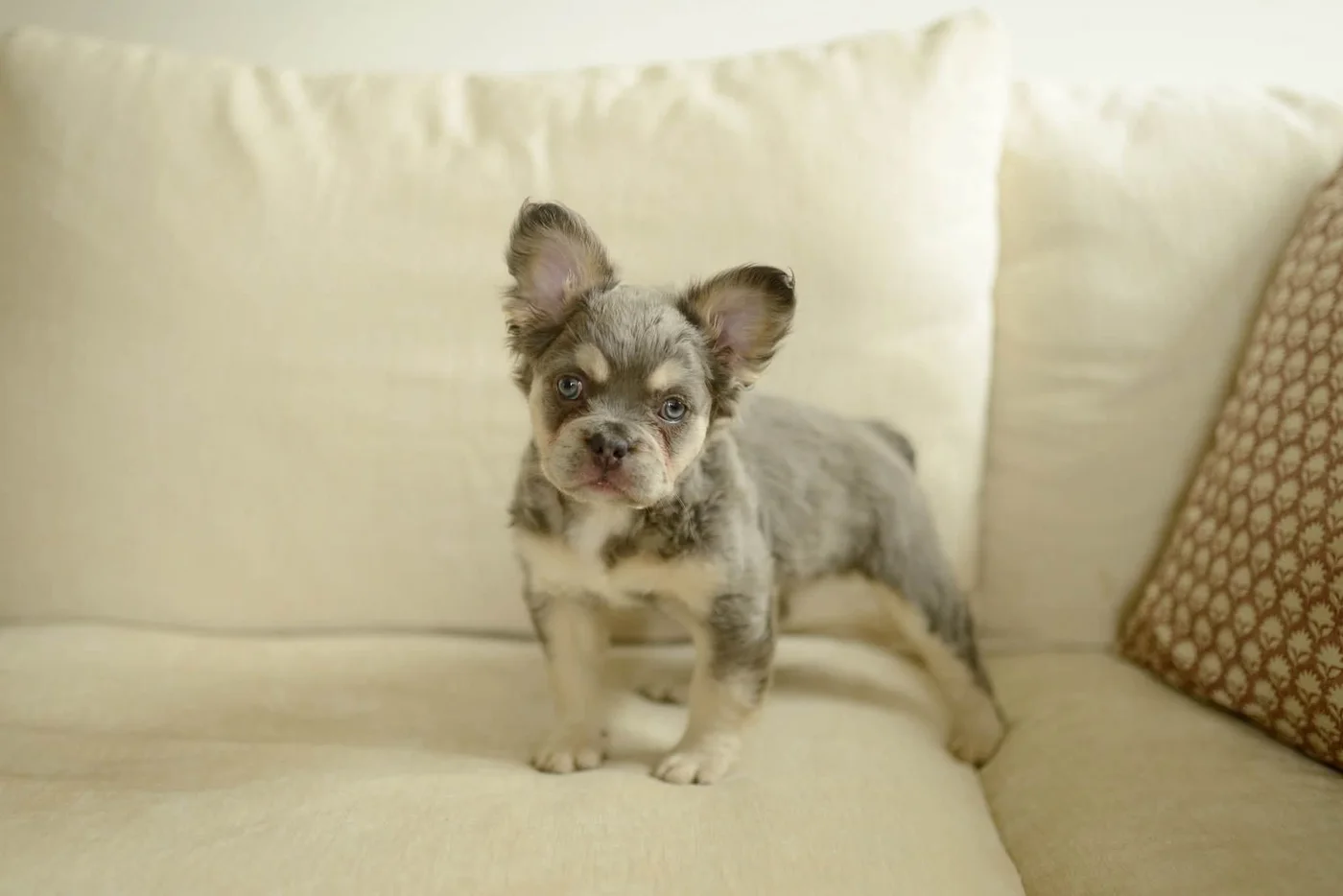 River fluffy French Bulldog puppy standing on a sofa